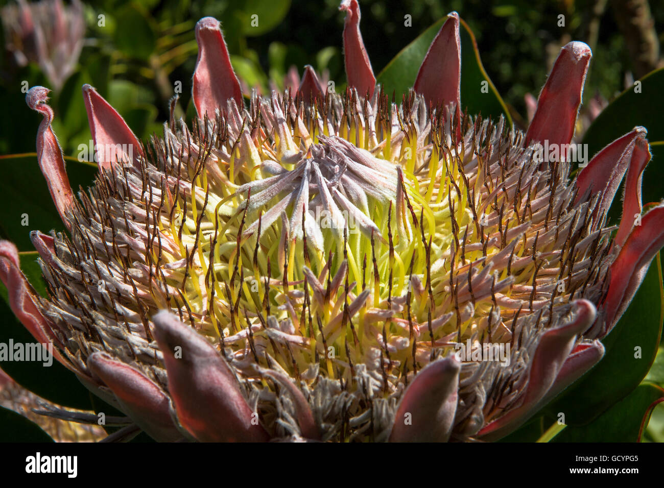 Protea Cynaroides (Königsprotea) in Tresco Klostergarten, Tresco, Isles of Scilly, Großbritannien Stockfoto