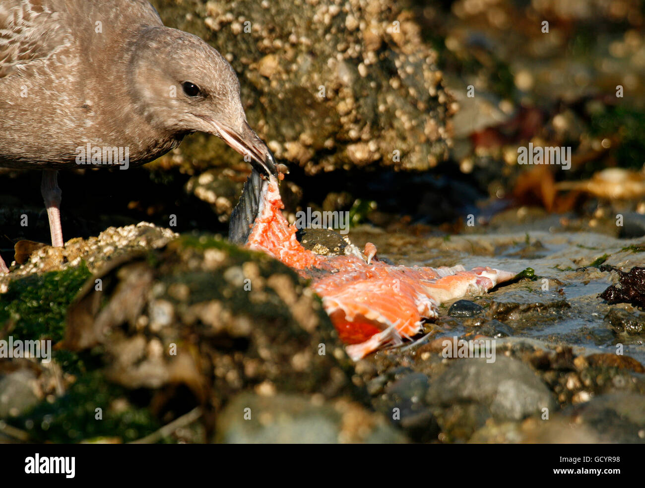 Juvenile Kalifornien Möve, Larus Californicus. Vancouver Island.  Britisch-Kolumbien. Kanada Stockfoto