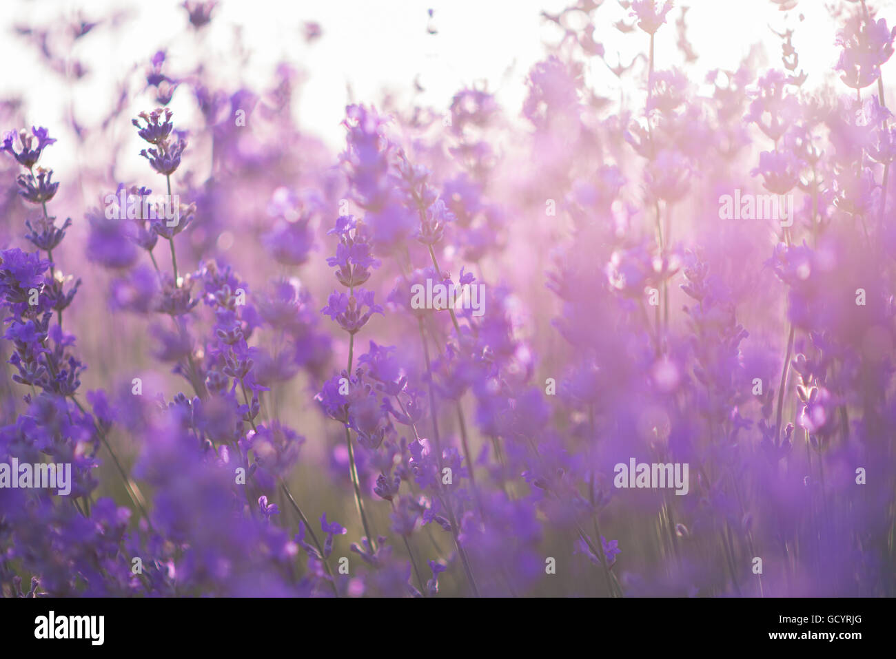 Soft-Fokus von Lavendelblüten unter dem Sonnenaufgang Licht Stockfoto