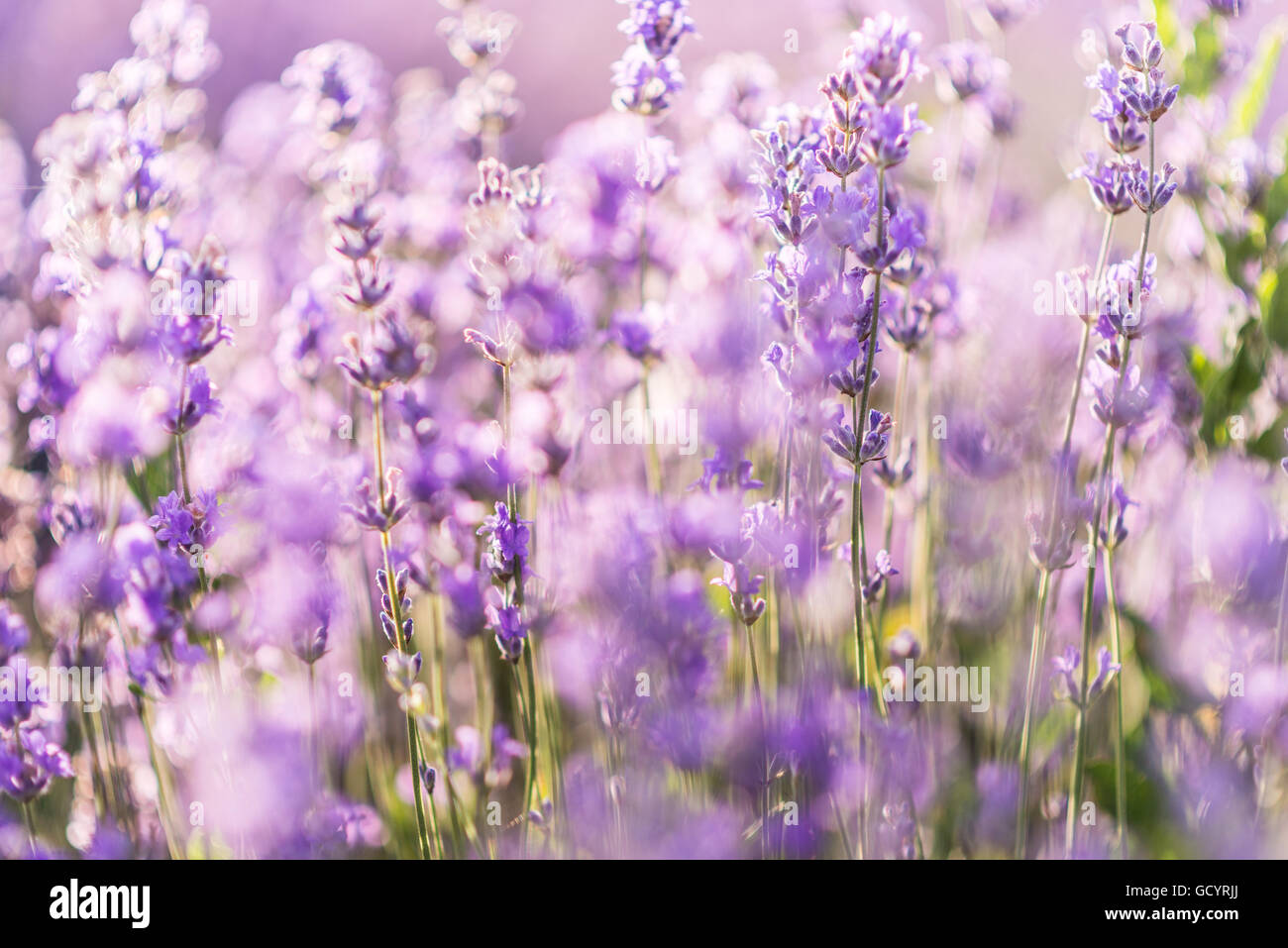 Soft-Fokus von Lavendelblüten unter dem Sonnenaufgang Licht Stockfoto