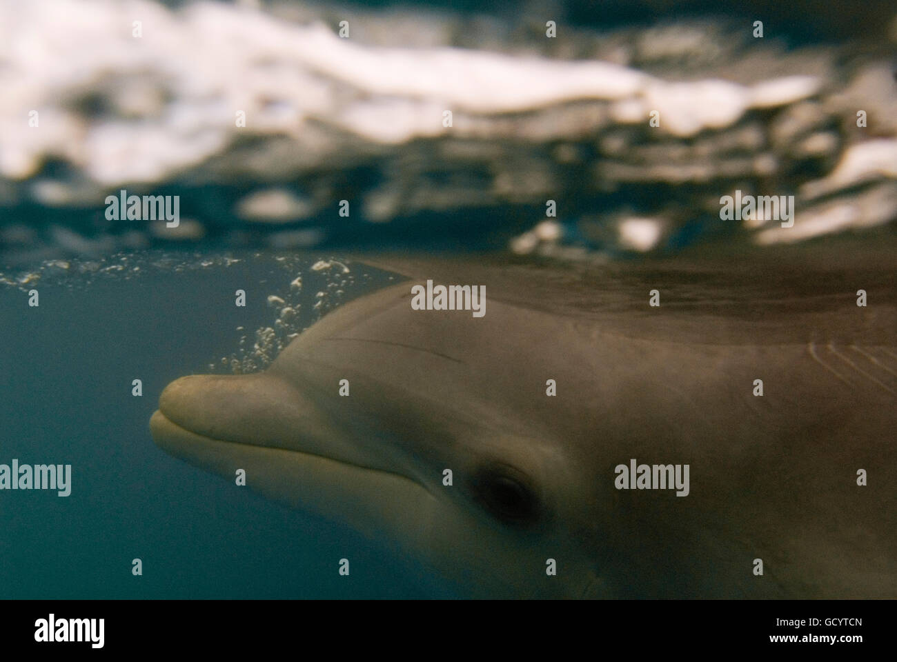 Sanctuary Bay, Grand Bahama. Bahamas. UNEXSO. Schwimmen Programm und Begegnung mit den Delfinen. Cocoon ist 52 Jahre alt und sta Stockfoto