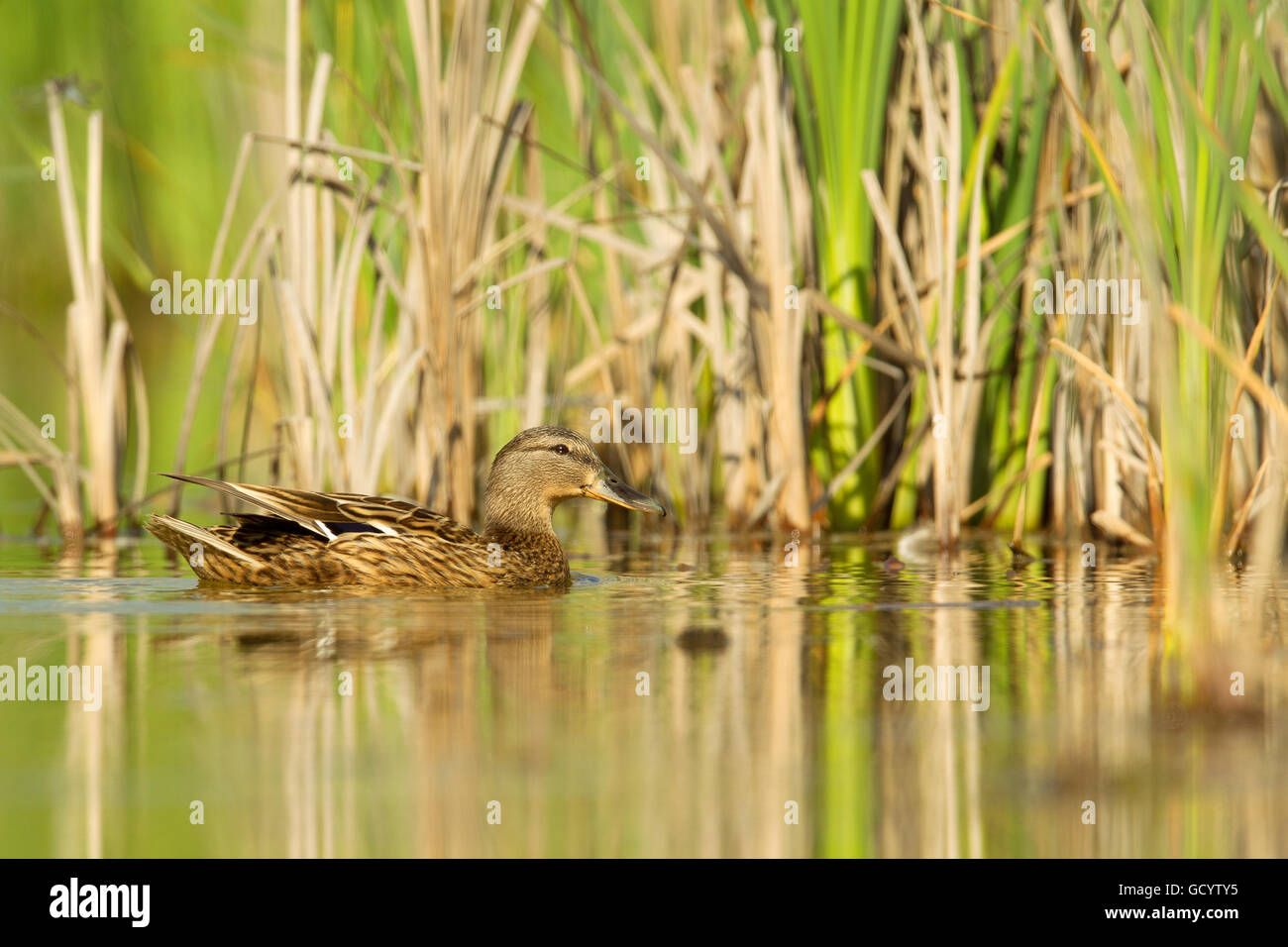 Weibliche Stockente (Anas Platyrhynchos) schwimmen in einem Teich in Frankfurt am Main, Deutschland. Stockfoto