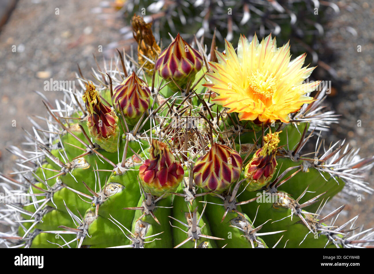 Astrophytum Ornatum Blume Stockfoto