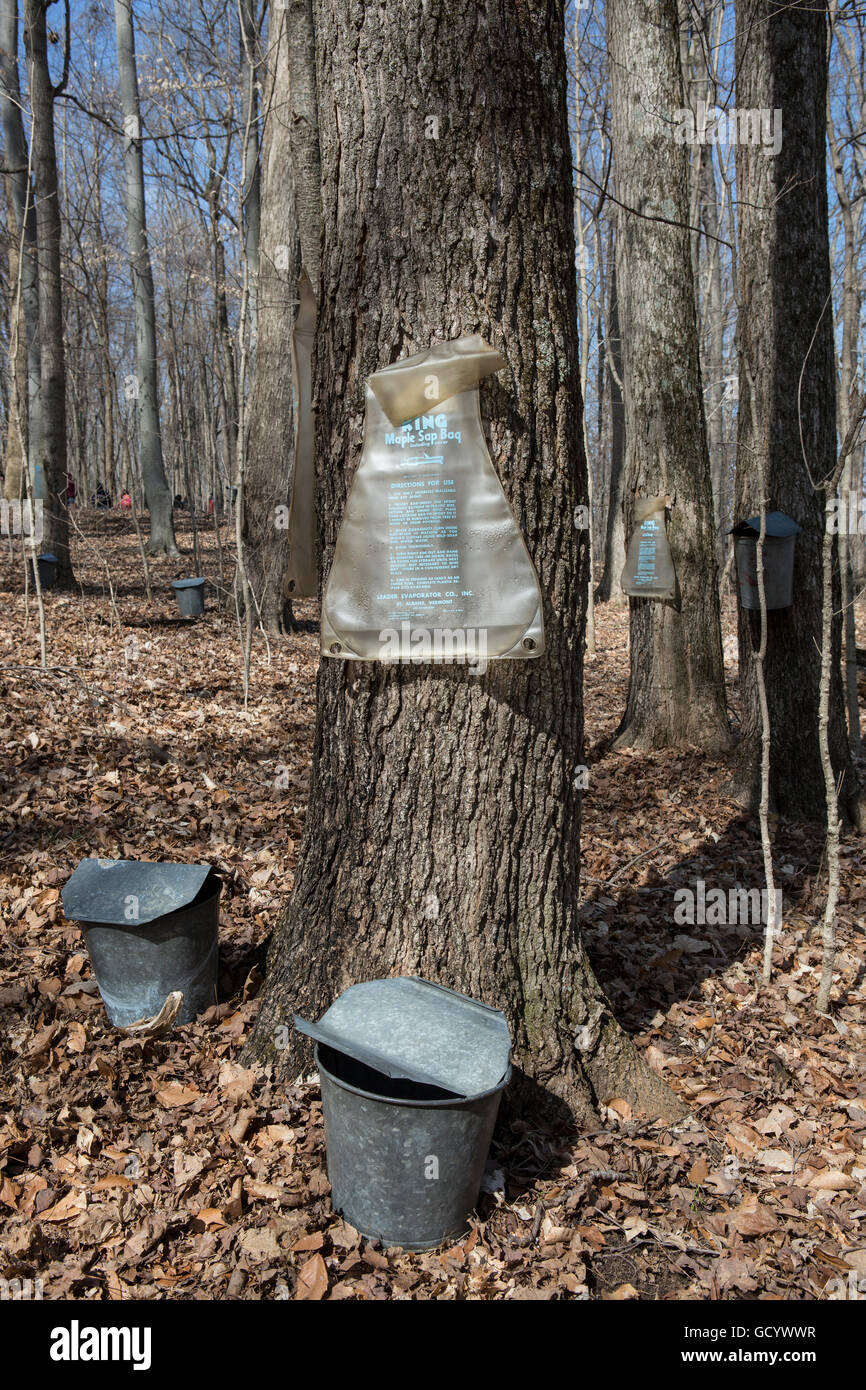 Ahornsirup SAP-Sammlung mit einem Eimer und Tasche Stockfoto