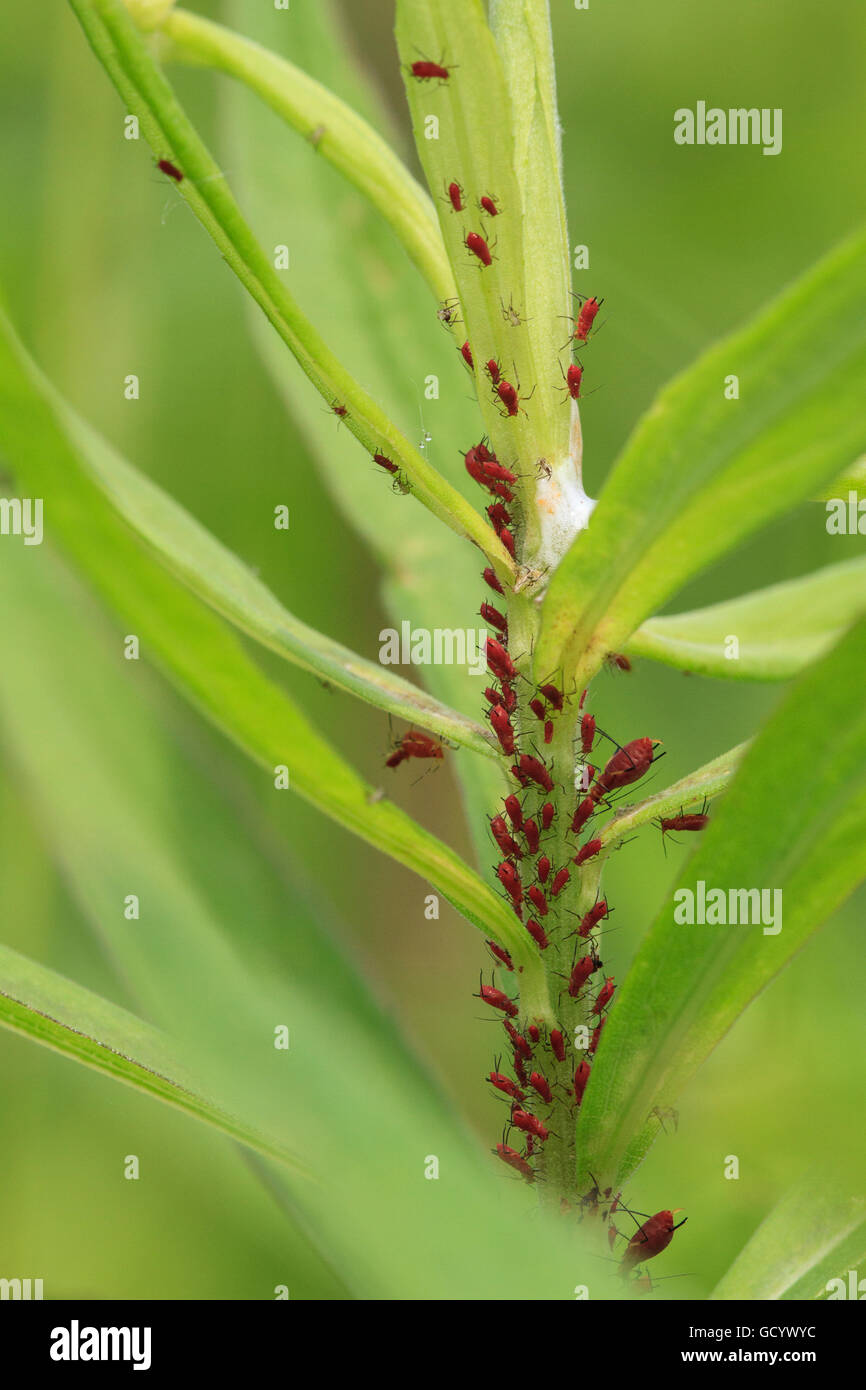 Uroleucon nigrotuberculatum Fotos und Bildmaterial in hoher Auflösung