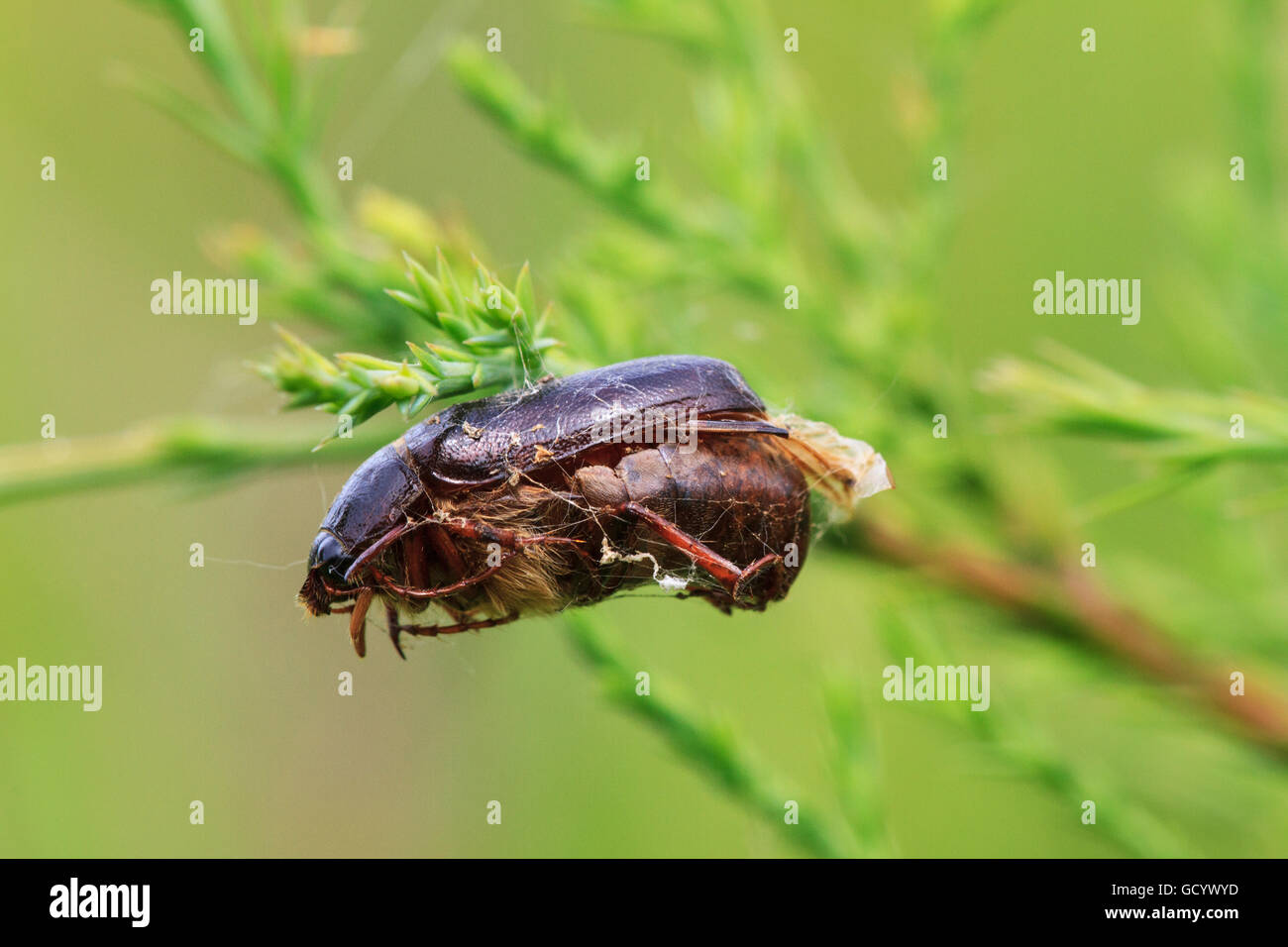 Käfer (Phyllophaga sp.) baumelnd auf einem Betrieb stammen, in einem Spinnennetz gefangen ist beigefügt. Stockfoto