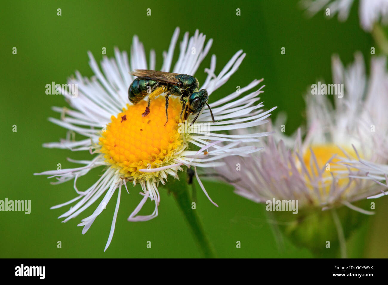 Daisy Berufkraut (Erigeron Philadelphicus) mit metallischen Schweiß Biene (Halictidae sp.) Stockfoto