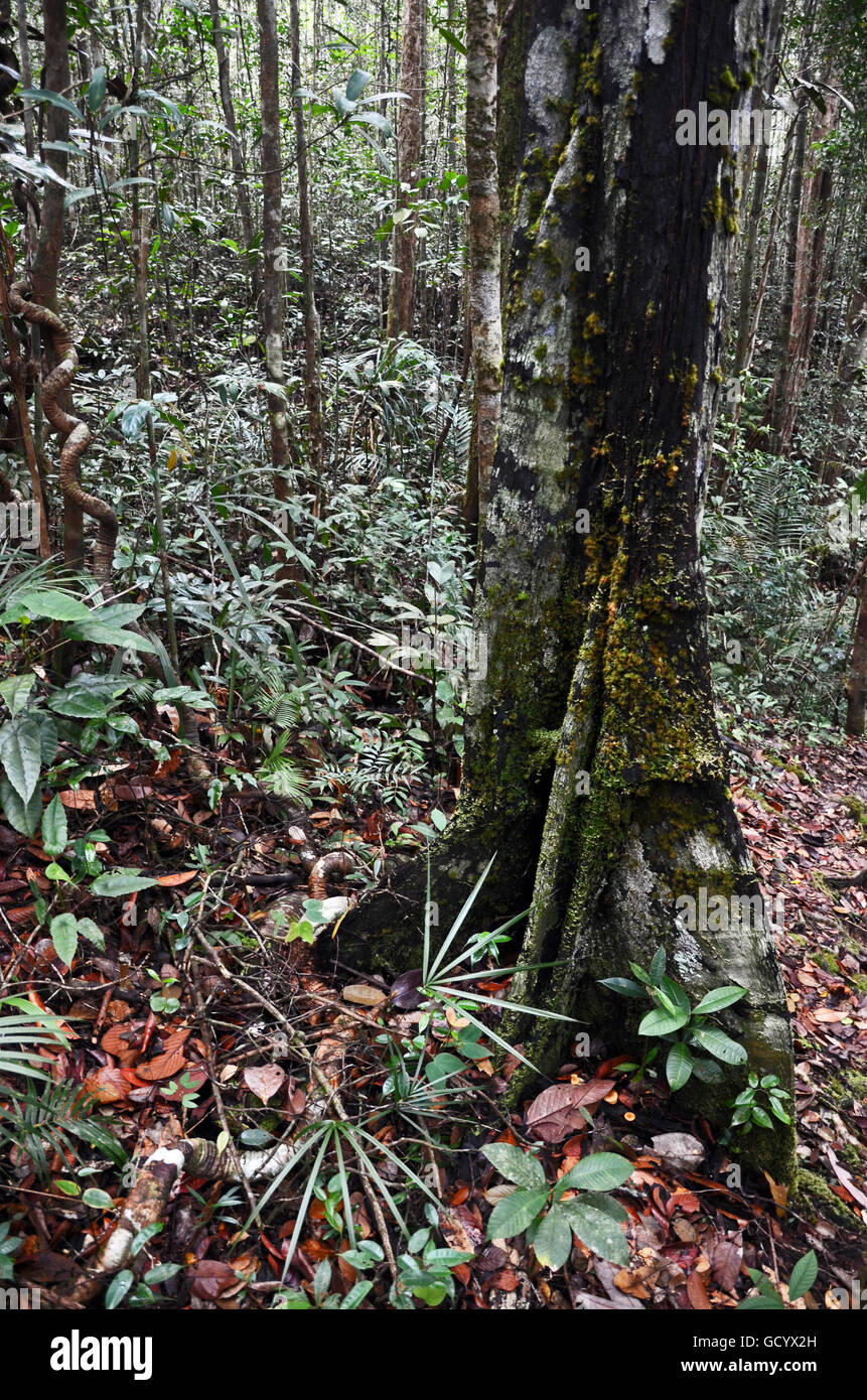 Regenwald-Baum in Kubah Nationalpark, Sarawak, Malaysia Borneo Stockfoto