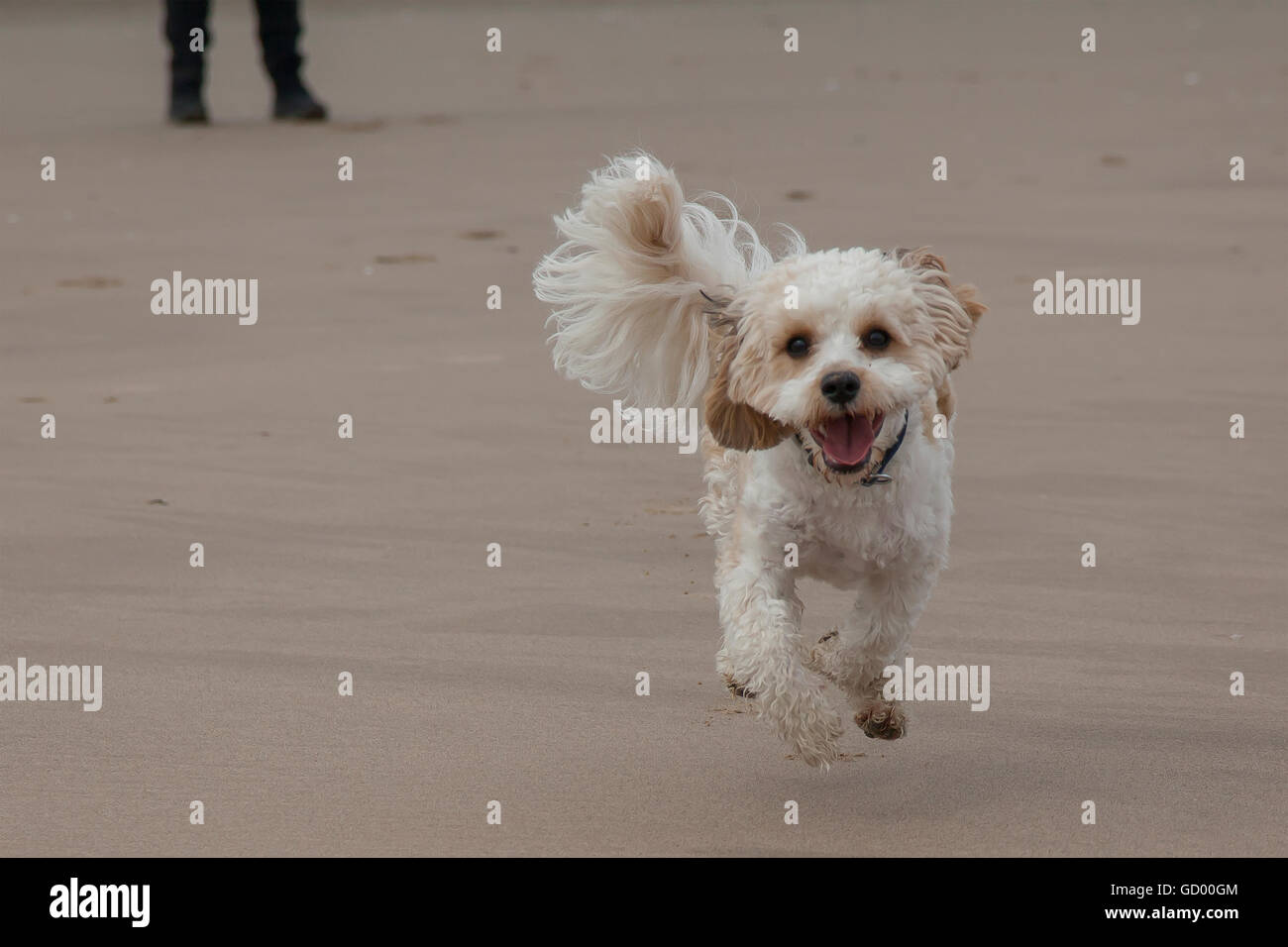 Unser liebenswerter Cavachon Stockfoto