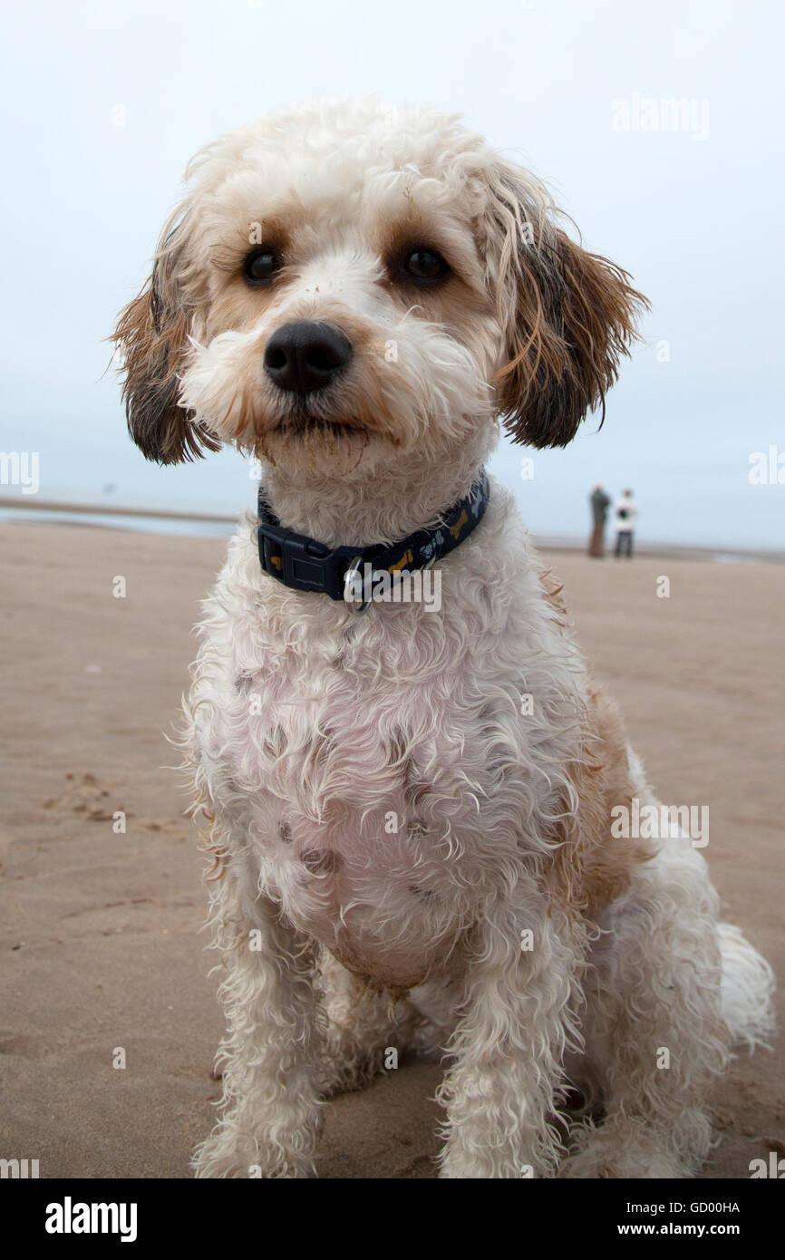 Unser liebenswerter Cavachon Stockfoto