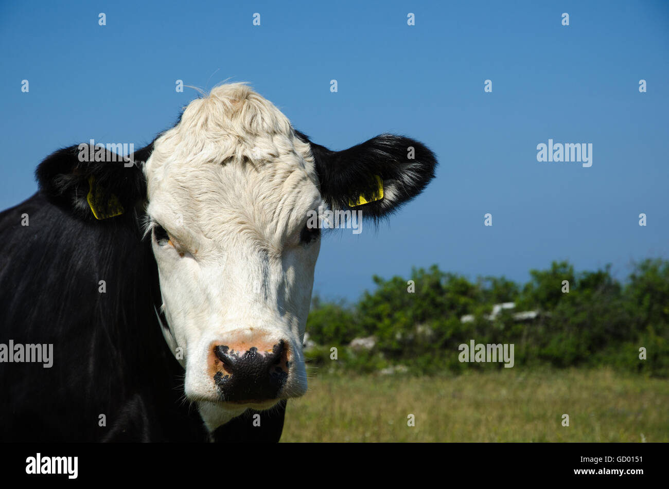 Portrait einer neugierigen Kuh direkt in die Kamera schauen Stockfoto