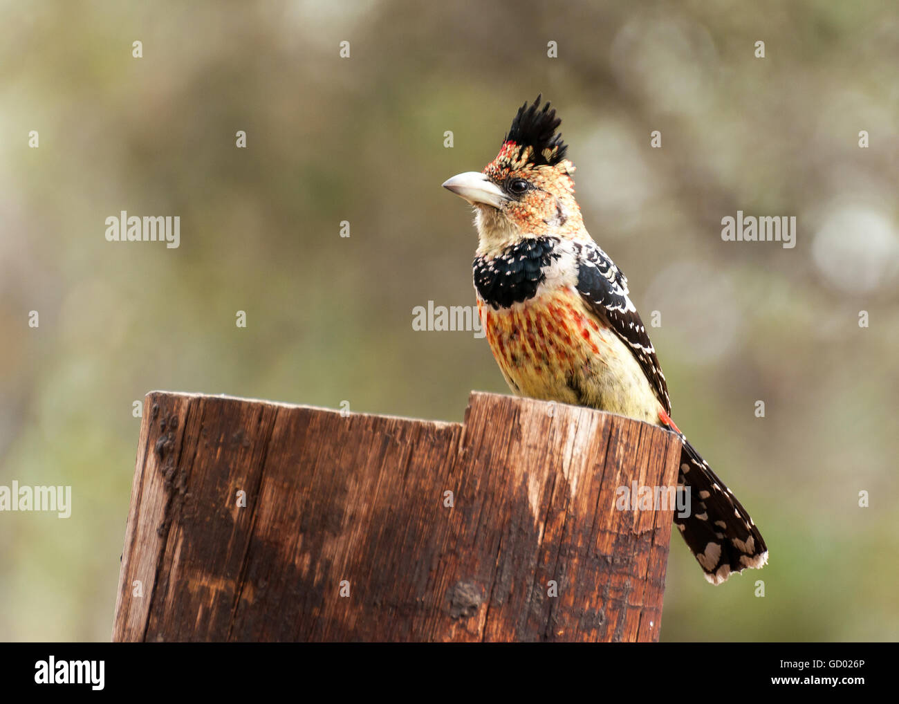 Crested Barbet sitzen auf Gumpole-Zaun Stockfoto