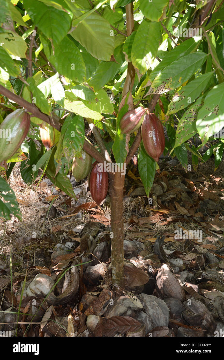 Kakao-Baum auf den Philippinen Stockfoto