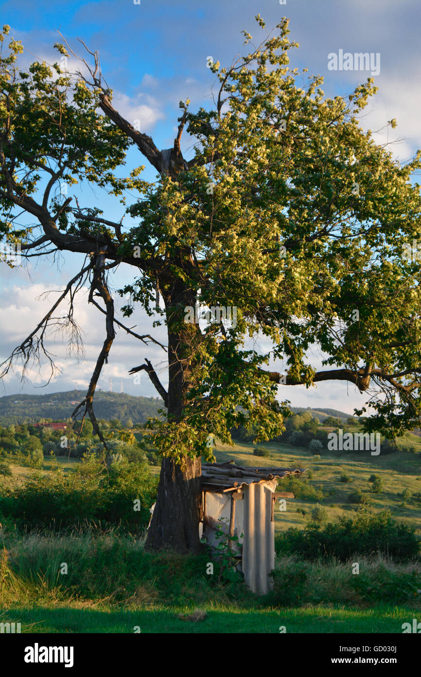 Tierheim-Build in der Nähe eines Baumes. Stockfoto