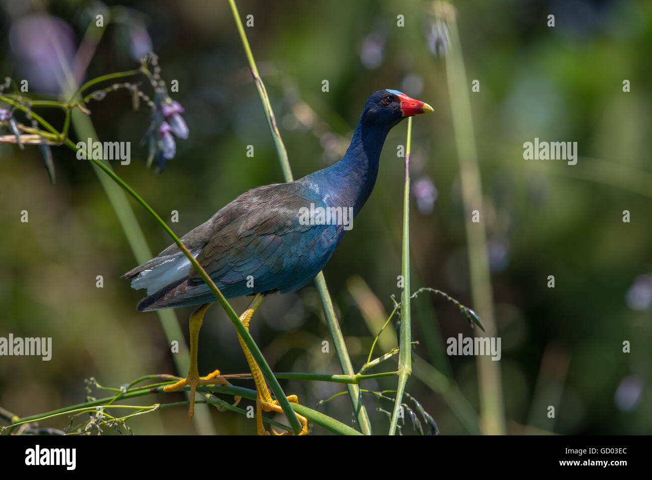 Lila Gallinule in Sumpfgras mit lila Blüten thront Stockfoto