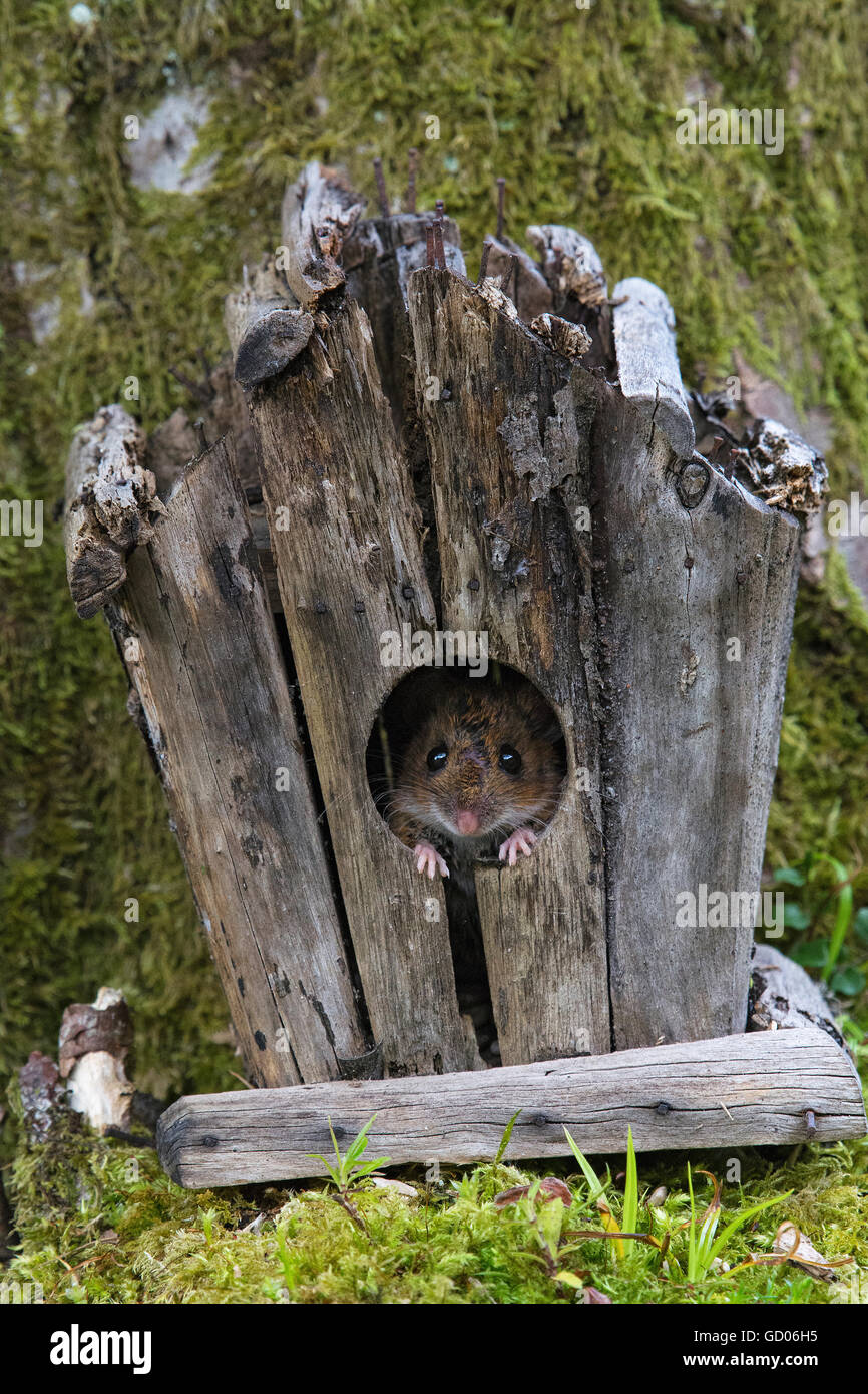 Europäische Waldmaus, Apodemus Sylvaticus, Blockhaus, Loch Lomond, Schottland Stockfoto