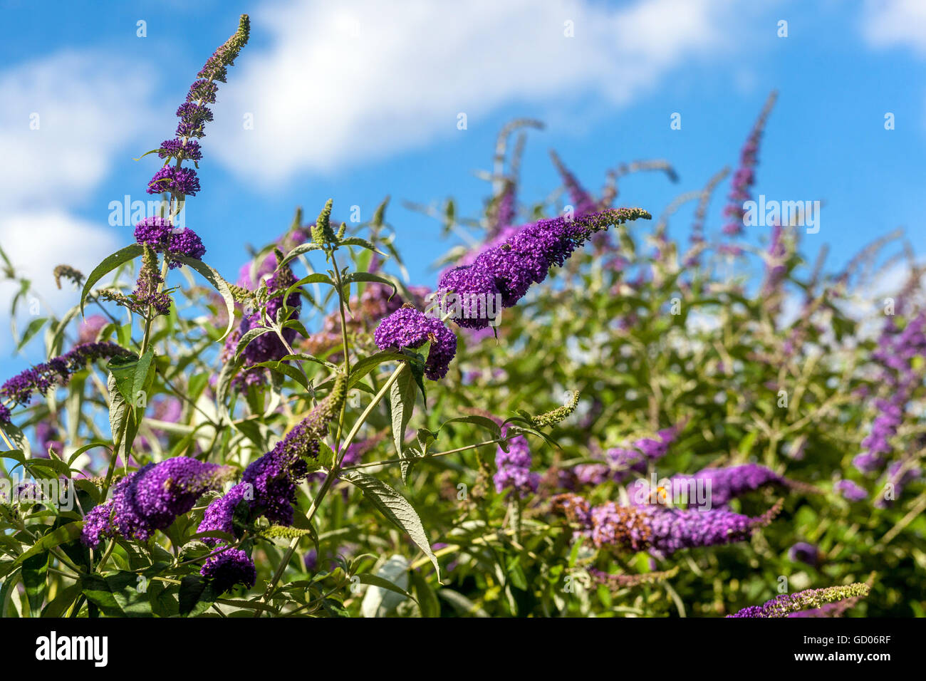 Buddleja davidii, Schmetterling - Bush Stockfoto