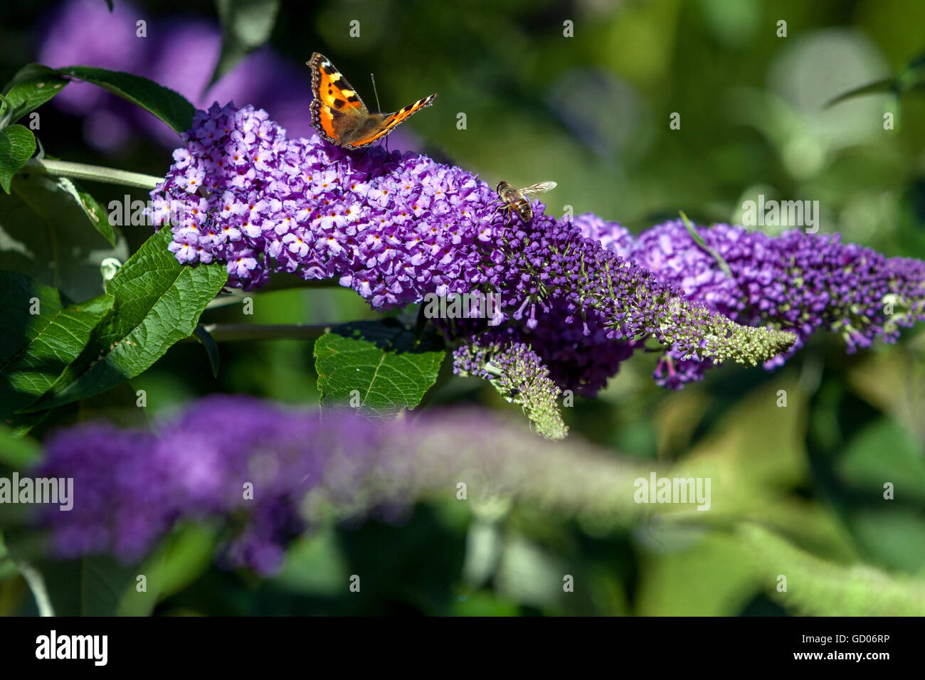 Buddleja Davidii - Sommer Flieder, Sommerflieder, eine ornamentale Pflanze verführerische Bienen und Schmetterlinge im Sommer Stockfoto