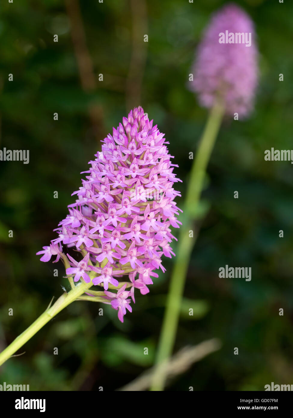 Schöne wilde Rosa Orchidee. Orchis Pyramidalis. Stockfoto