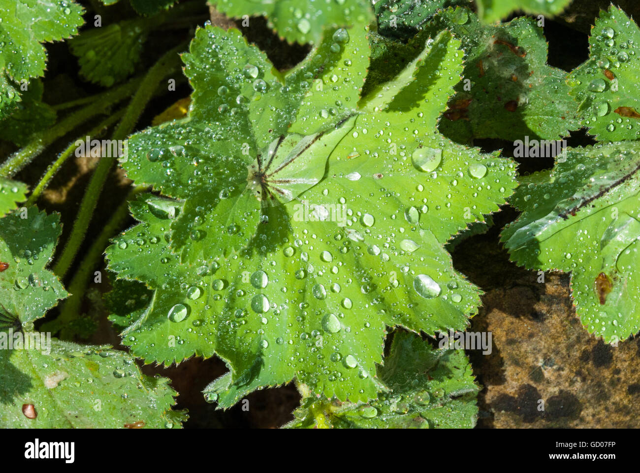 Blätter der gemeinsamen Frauenmantel mit Wassertropfen auf der Oberfläche Stockfoto