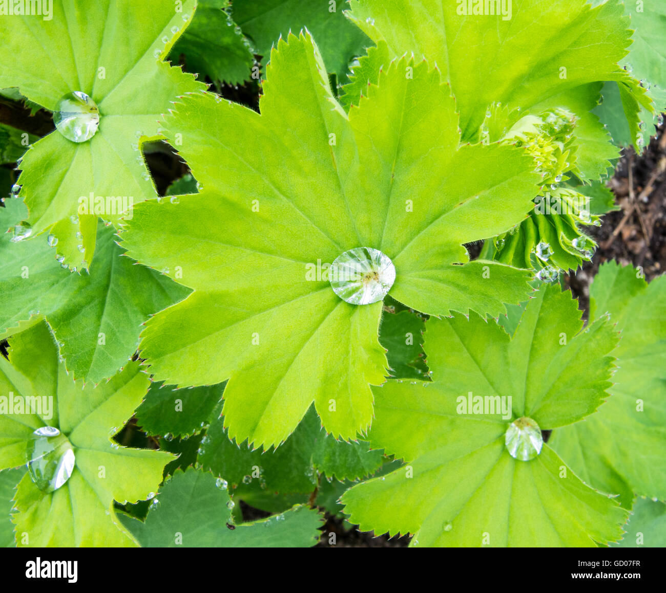 Blätter der gemeinsamen Frauenmantel mit Wassertropfen auf der Oberfläche Stockfoto