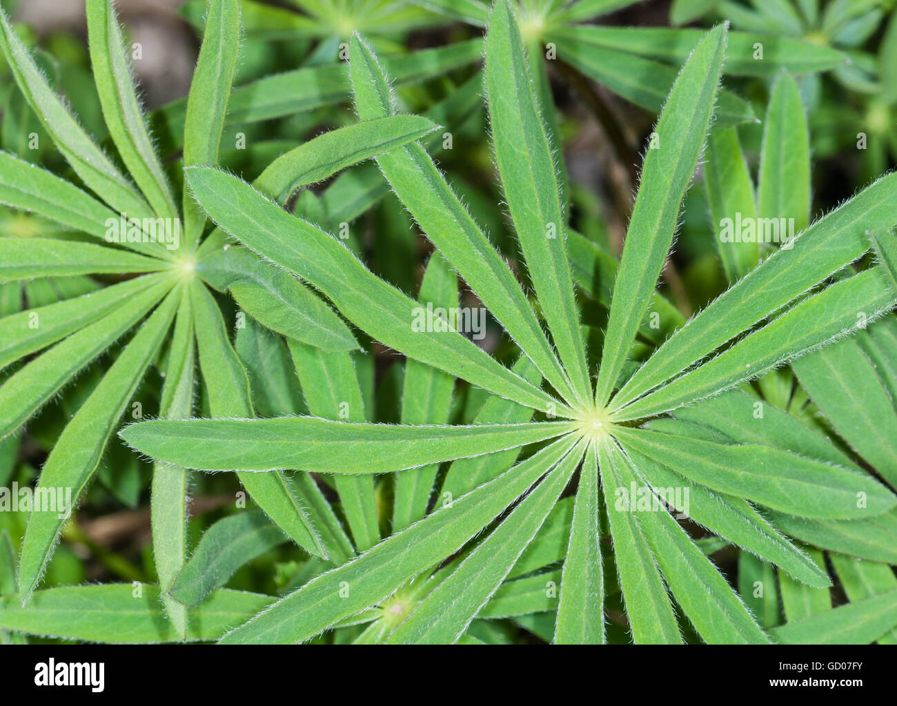 Behaarte Blätter von Lupine, Lupinus Stockfoto