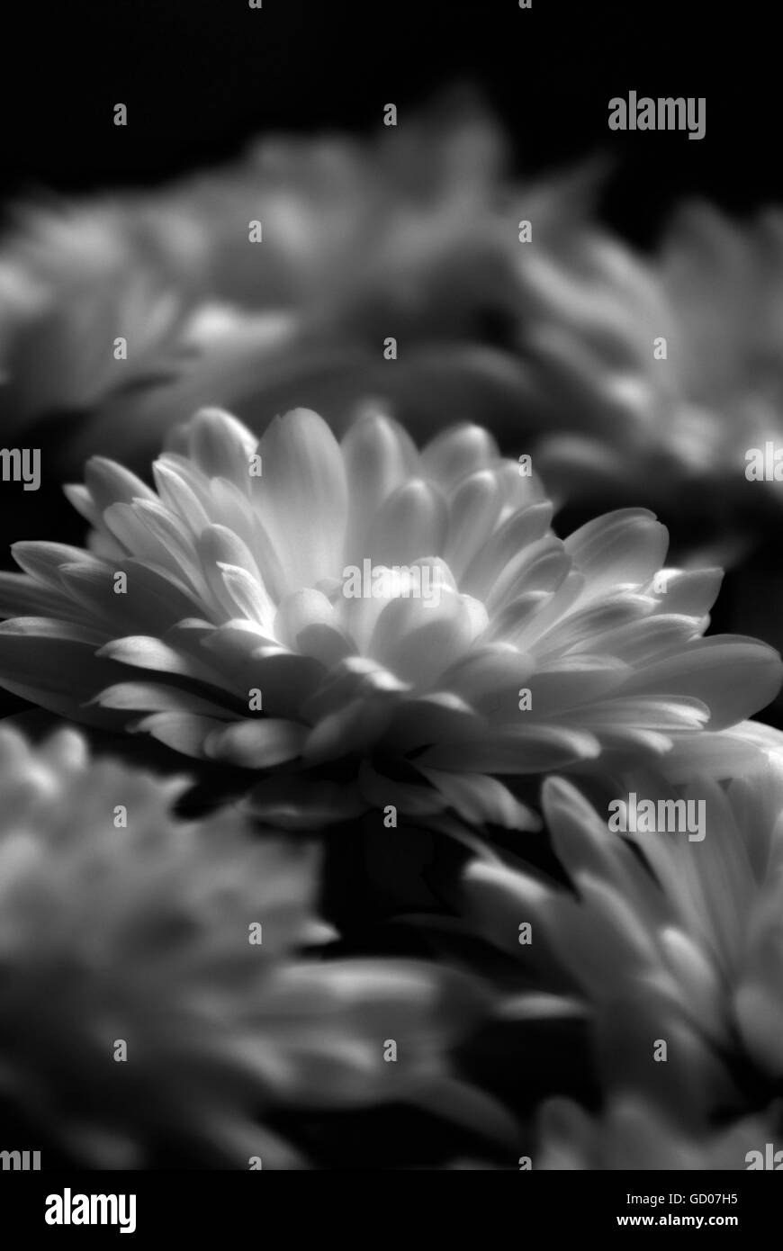 Monochrome Chrysantheme Stockfoto
