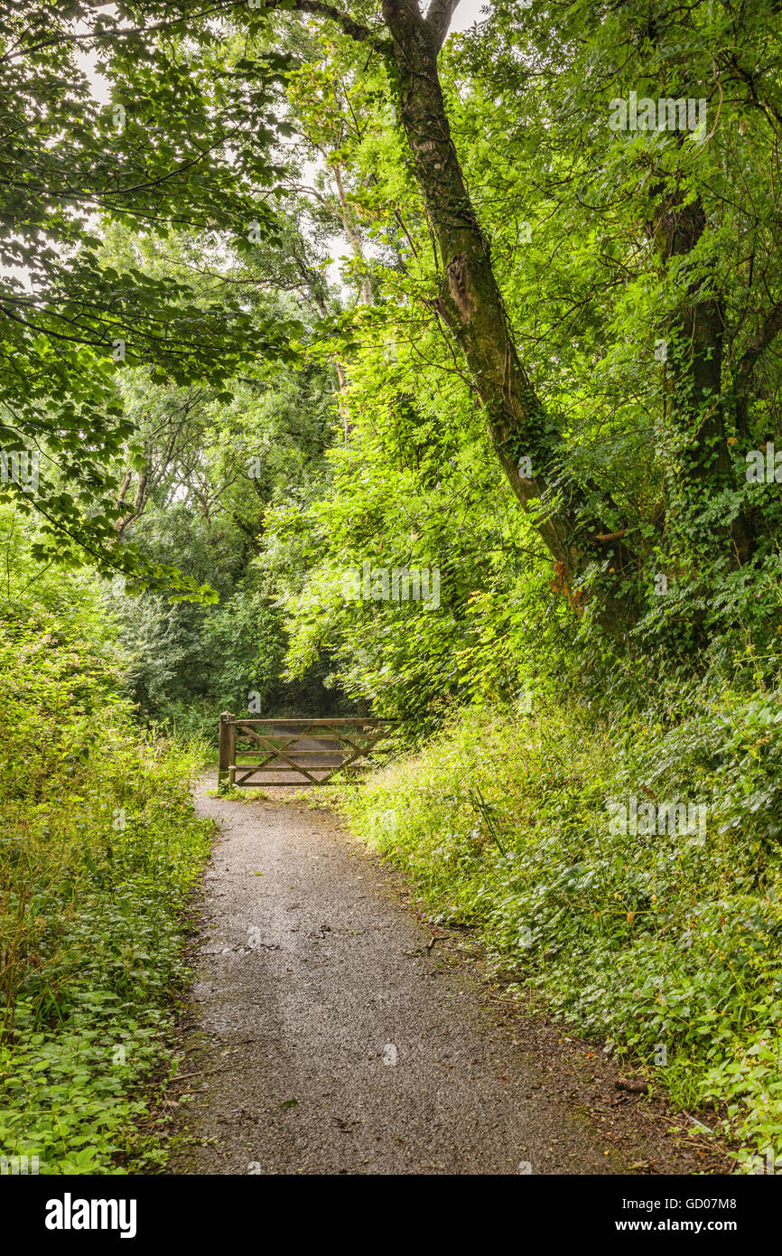 Weg durch Wald und fünf vergitterten Tor, in der Nähe von Tenby, Pembrokeshire, Wales, UK Stockfoto