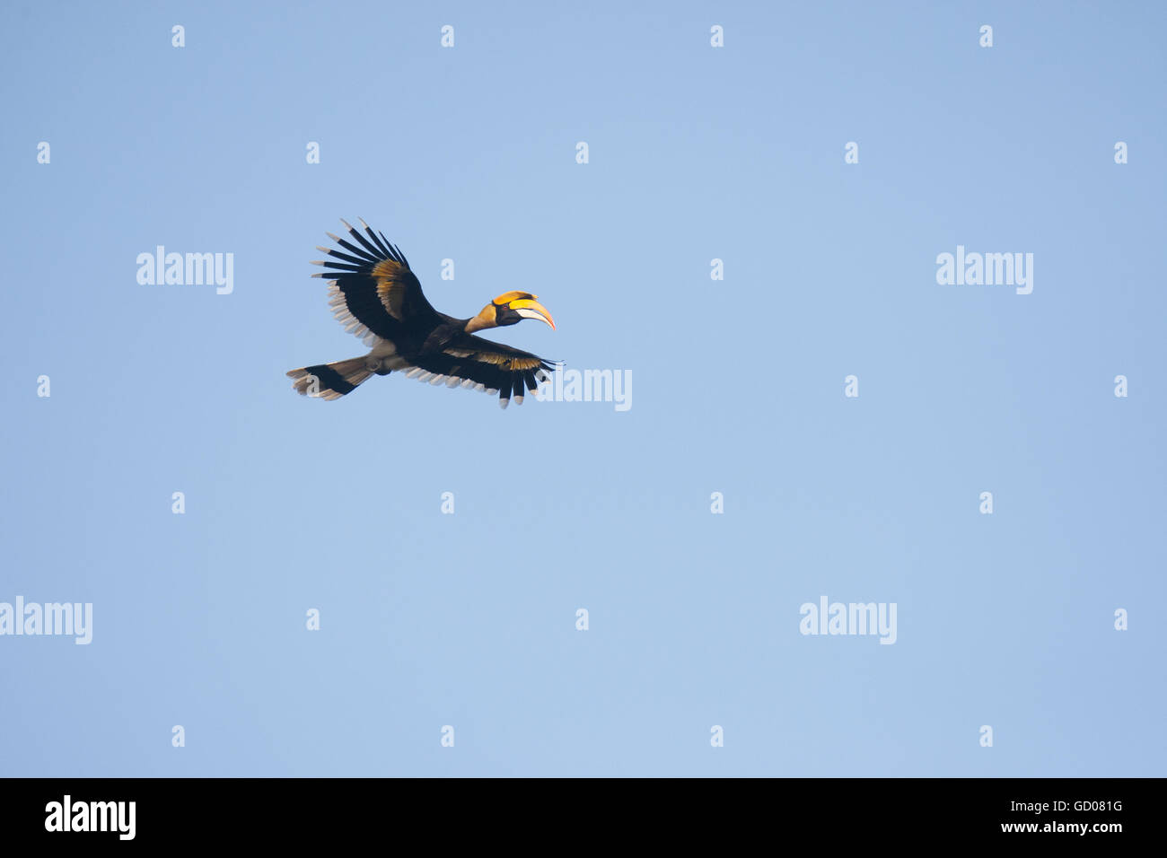 Die große Pied Hornbill überfliegt Dandeli Wild Life Sanctuary in den Western Ghats Stockfoto