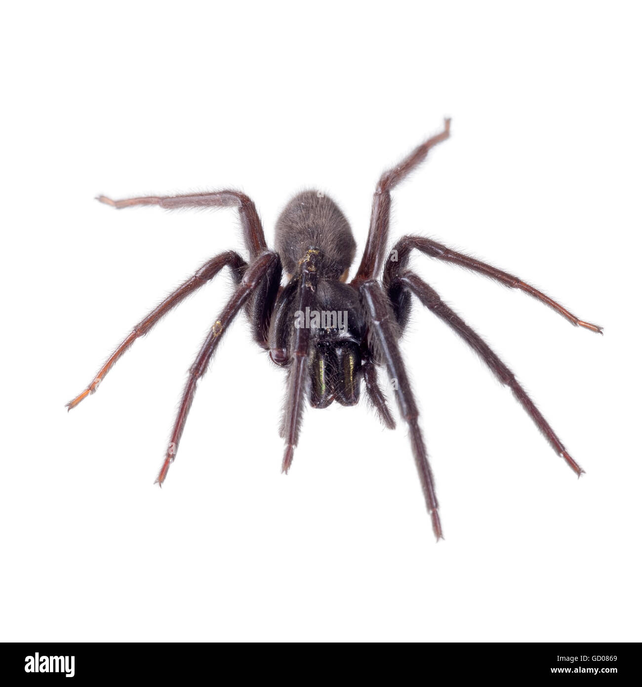 Sehr dunkel und behaart. Beißt. Segestria Florentina Web-Spider auf weiß. Stockfoto