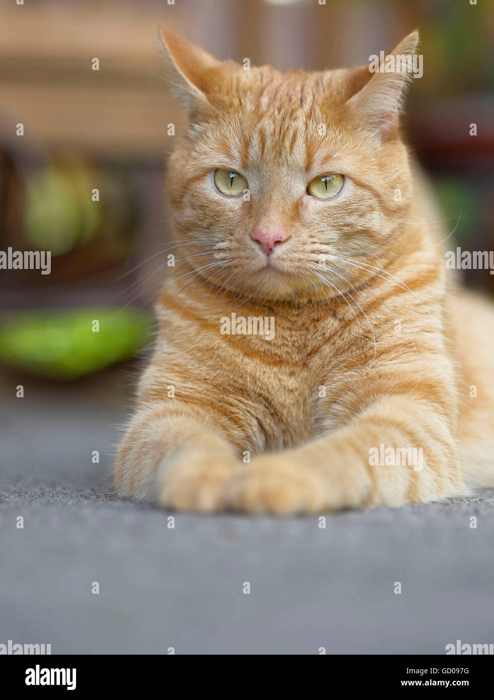 Orange Katze liegend auf der Veranda im Freien. Stockfoto