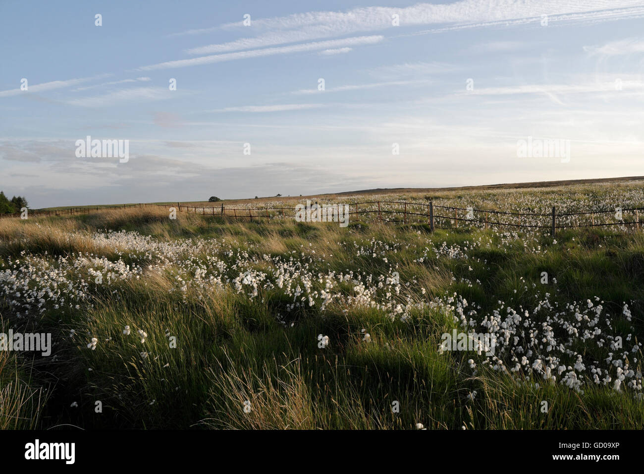 Baumwolle Gras auf moorland Derbyshire Peak District, England Großbritannien Stockfoto