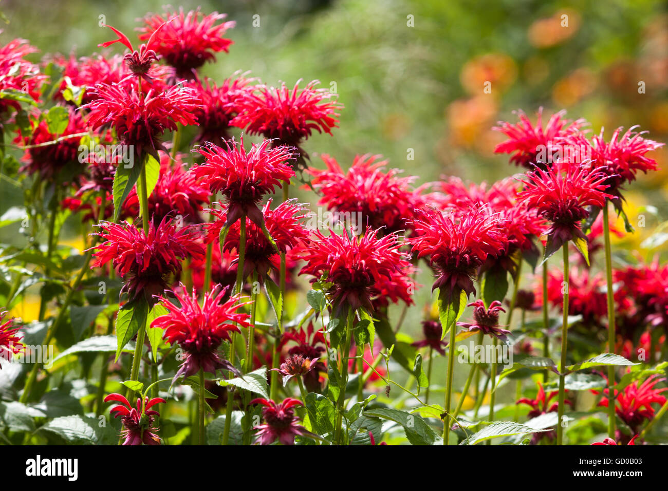 Red Monarda 'Gardenview Scarlet', Bergamotte, schönen Garten Blumen Stockfoto