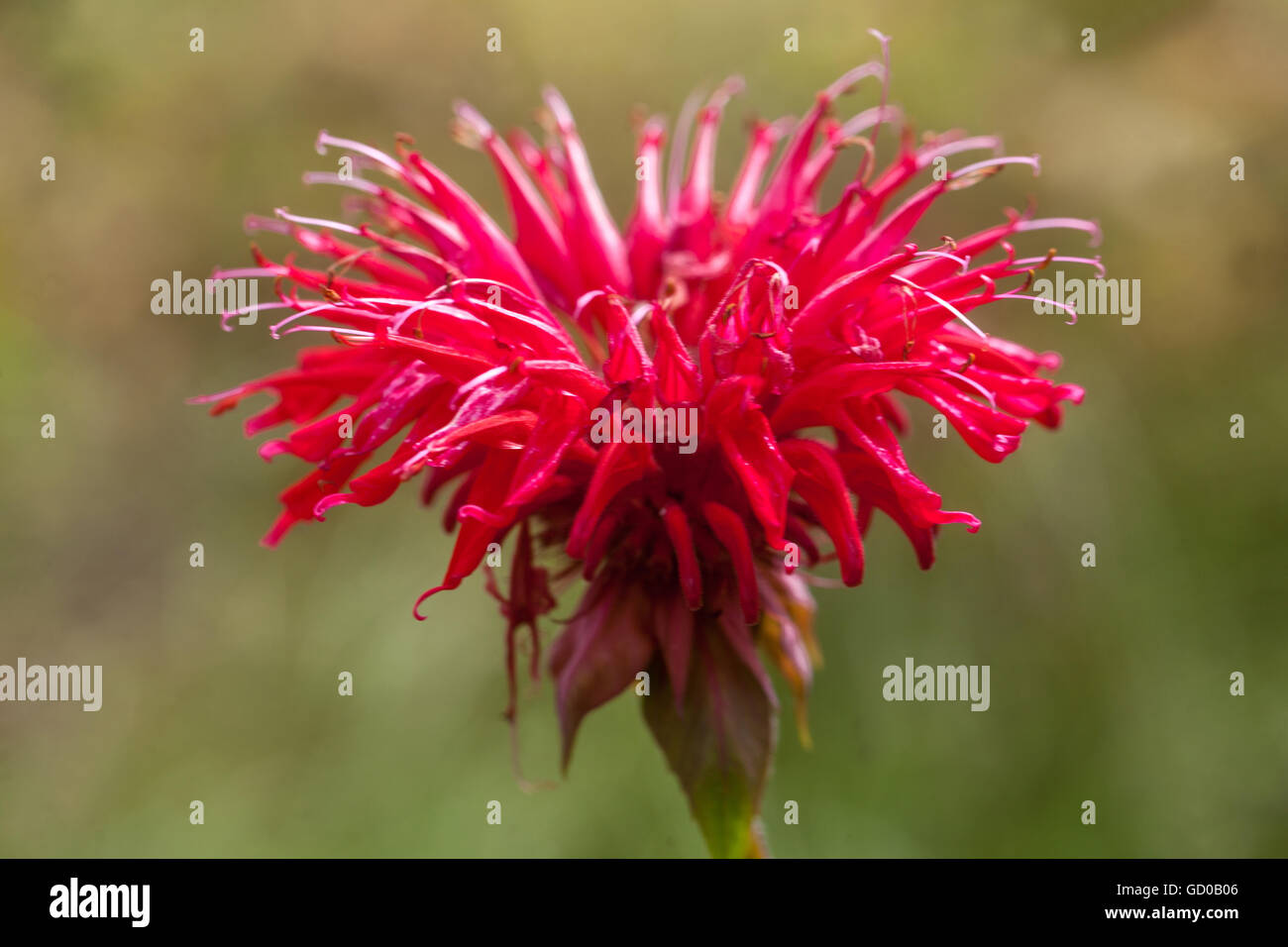 Rote Monarda 'Gardenview Scarlet', Bienenbalsam, Reithund, oswego-Tee oder Bergamotte Nahaufnahme Blume Stockfoto