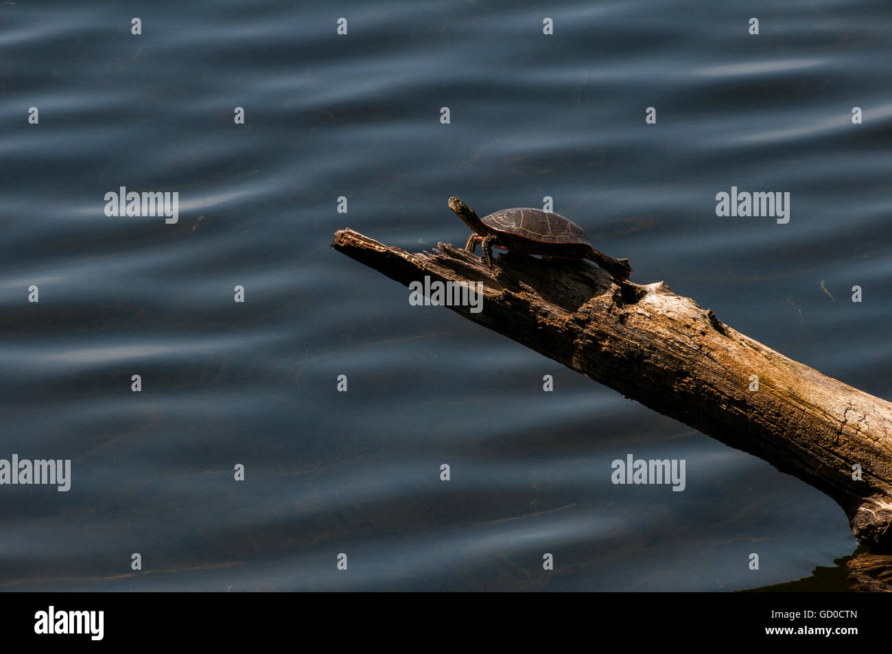 Little Canada, Minnesota. Gervais Mühlenteich. Westliche gemalte Schildkröte "Chrysemys Picta Bellii" Sonnen auf einem Baumstamm über das Wasser. Stockfoto