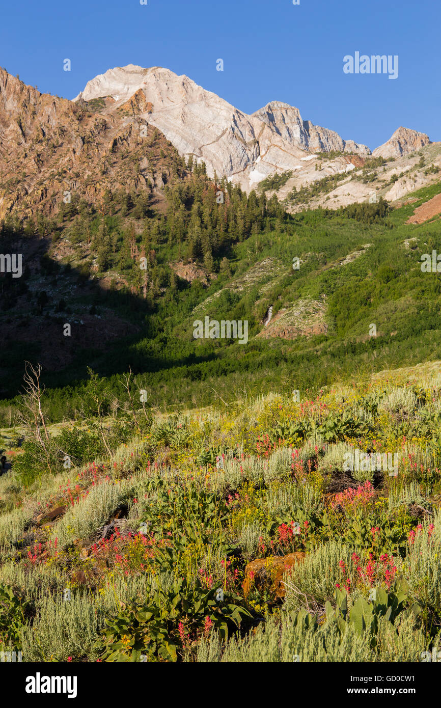 Wildblumen wachsen entlang McGee Creek Trail in der östlichen Sierra Mountains von Kalifornien Stockfoto