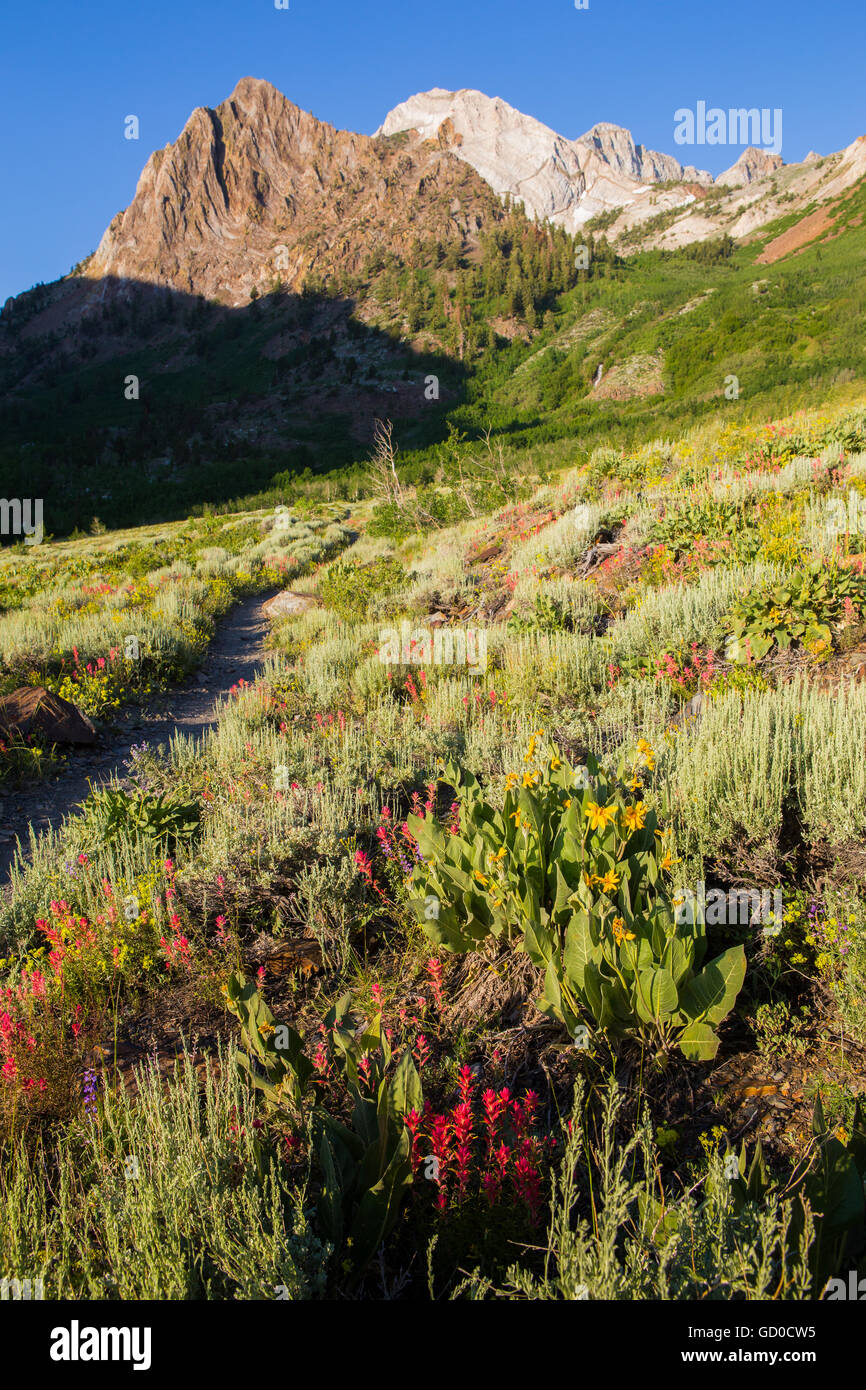 Wildblumen wachsen entlang McGee Creek Trail in der östlichen Sierra Mountains von Kalifornien Stockfoto
