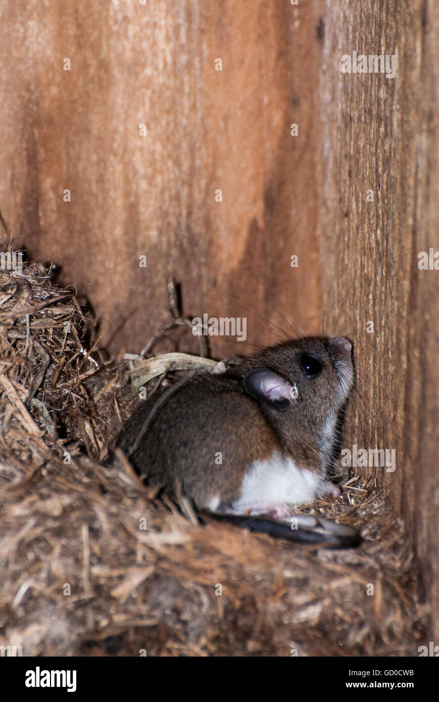 Little Canada, Minnesota. Gervais Mill Park. Weiß – Footed Maus, Peromyscus Leucopus, Übernahme einer Vogel-Nistkasten für shelt Stockfoto