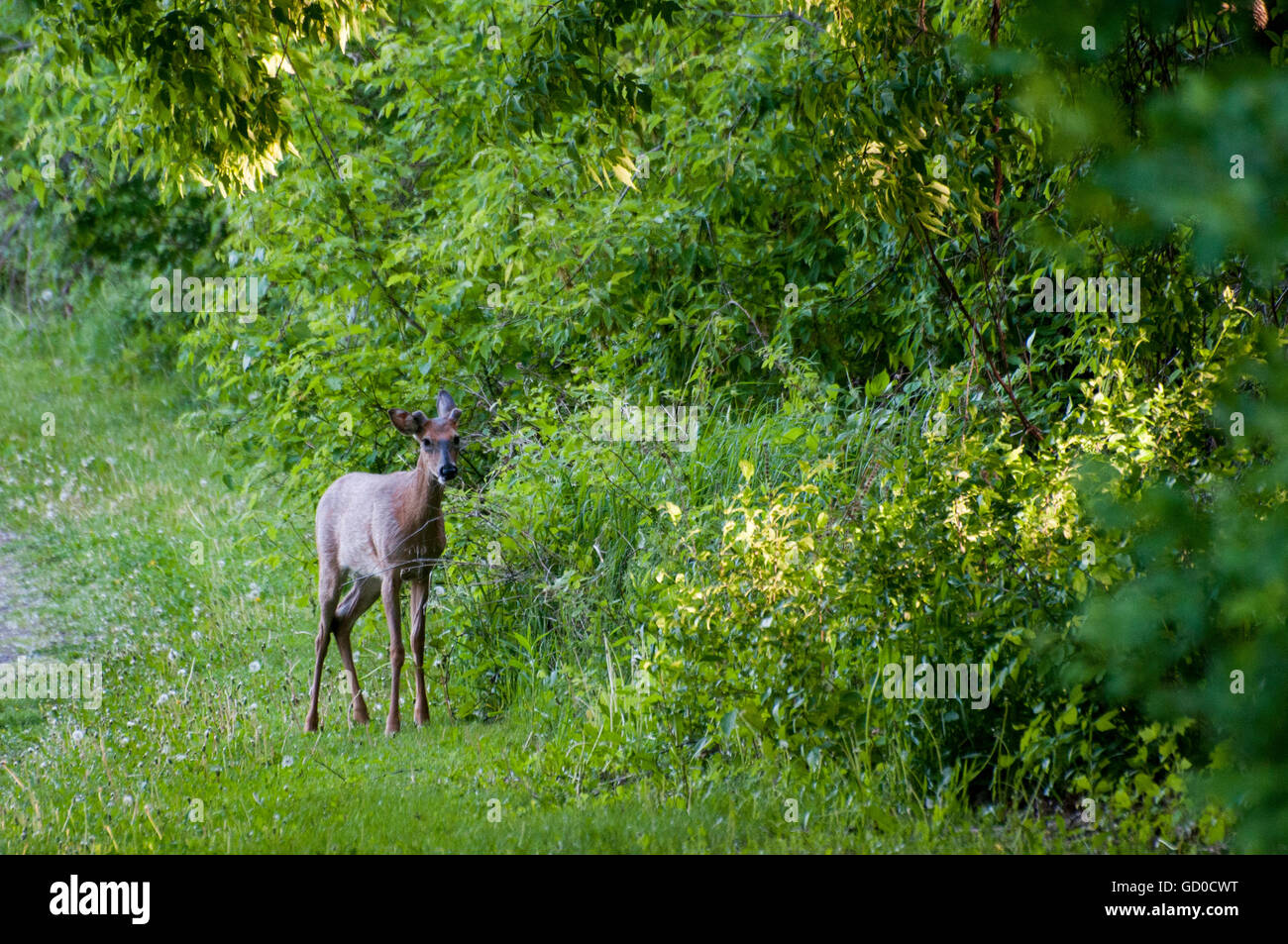 Little Canada, Minnesota. Gervais Mill Park. Weiß - angebundene Rotwild, Odocoileus Virginianus. Stockfoto