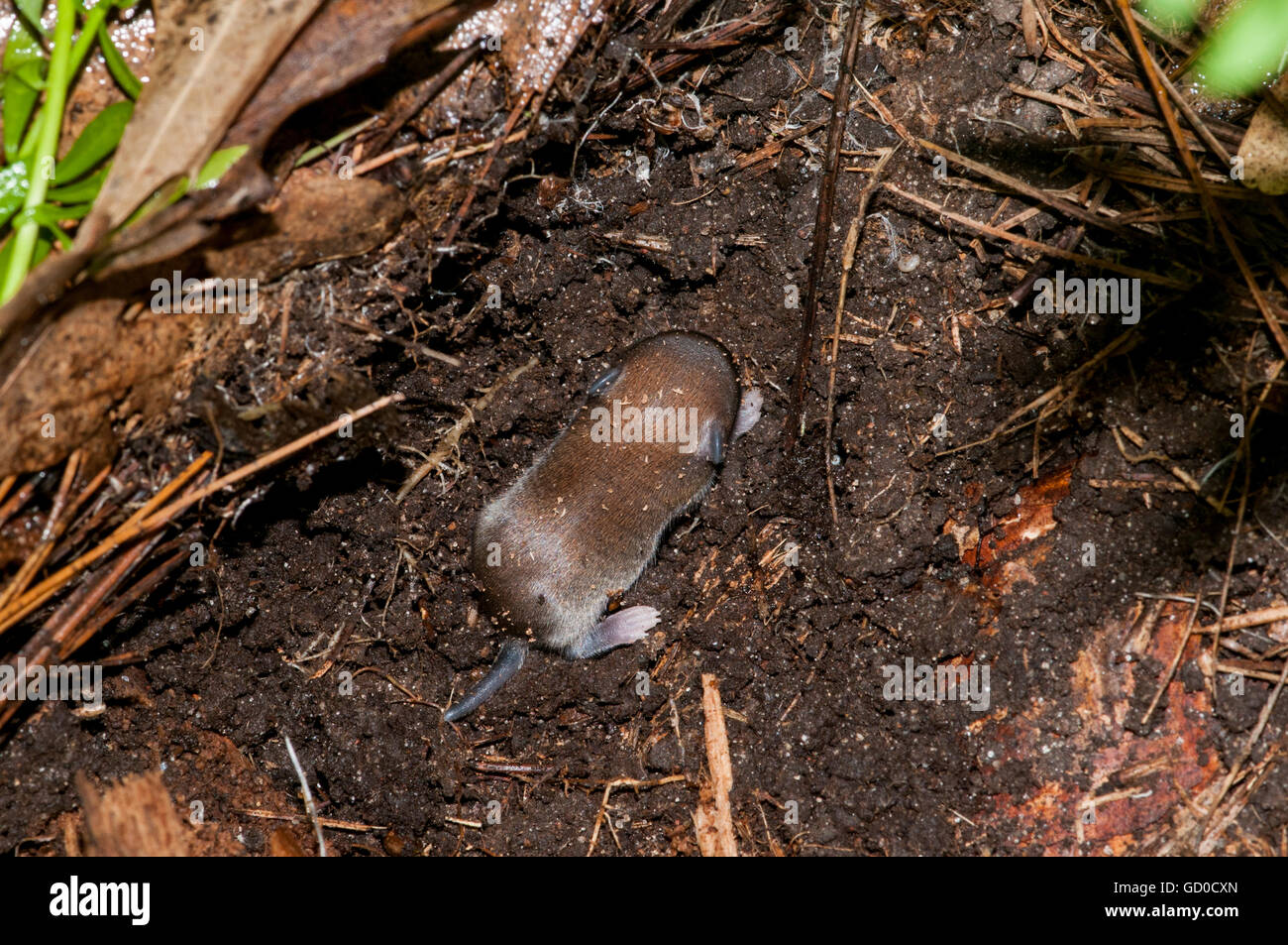 Vadnais Heights, Minnesota. John H. Allison Wald. Baby weiß – Footed Maus, Peromyscus Leucopus. Stockfoto