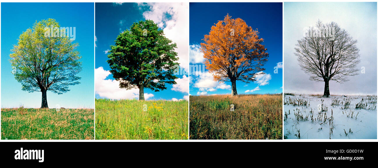 Ahornbaum in vier aufeinander folgenden Spielzeiten Stockfoto