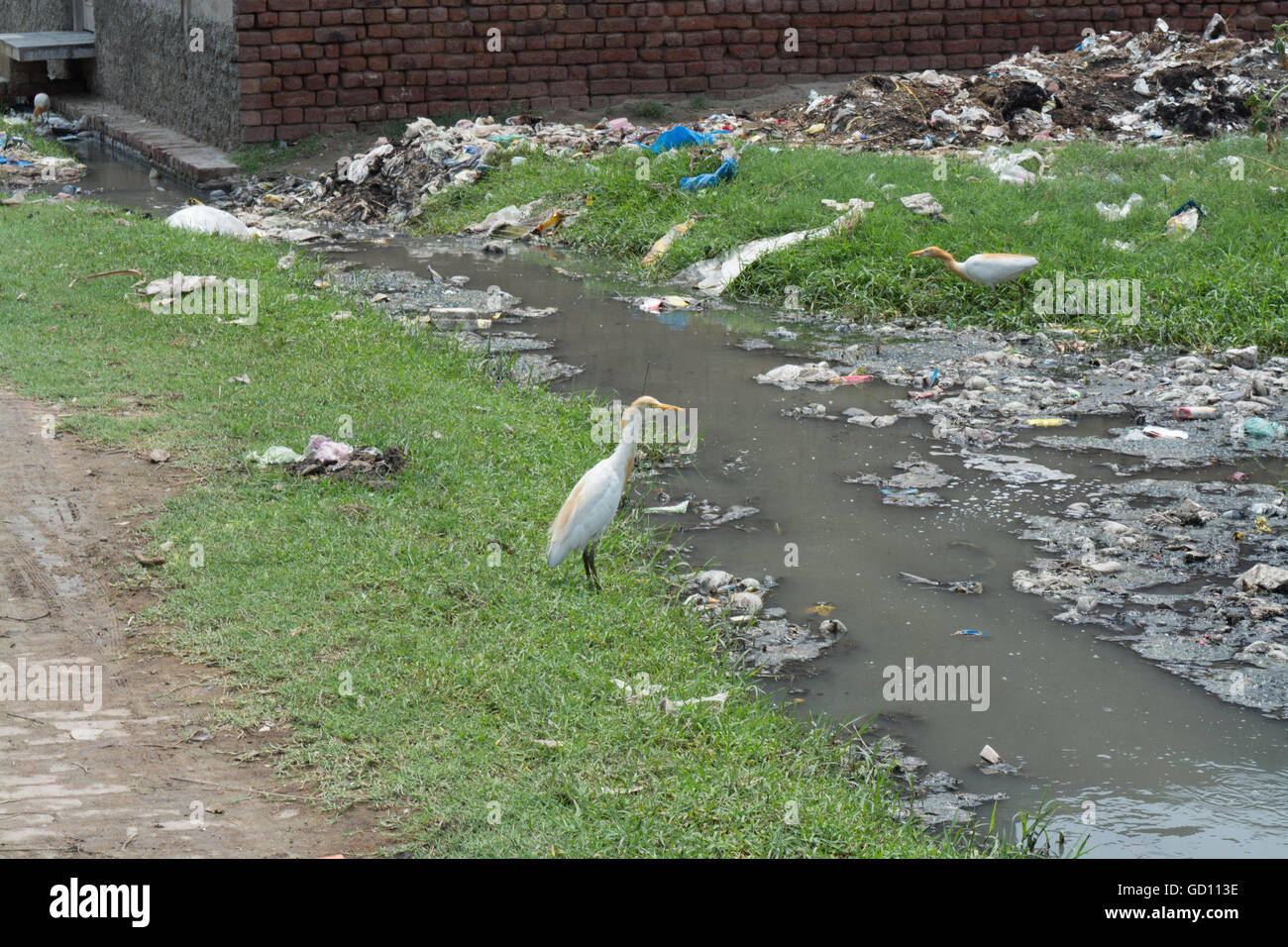 Ein Vogel steht am verschmutztes Wasser Stockfoto