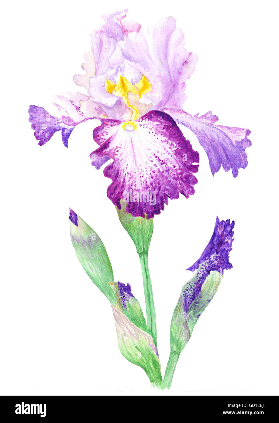 Qualitativ hochwertige detaillierte handgemalte blühenden Botanischen Blumenmalerei isoliert auf weißem Hintergrund Stockfoto