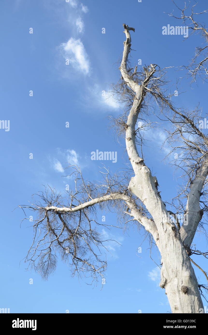 Baum, Schönheit Hintergrund, Alter Baum, Wald, Wald Bäume, Wolken, Meer Wolken, blauer Himmel Stockfoto