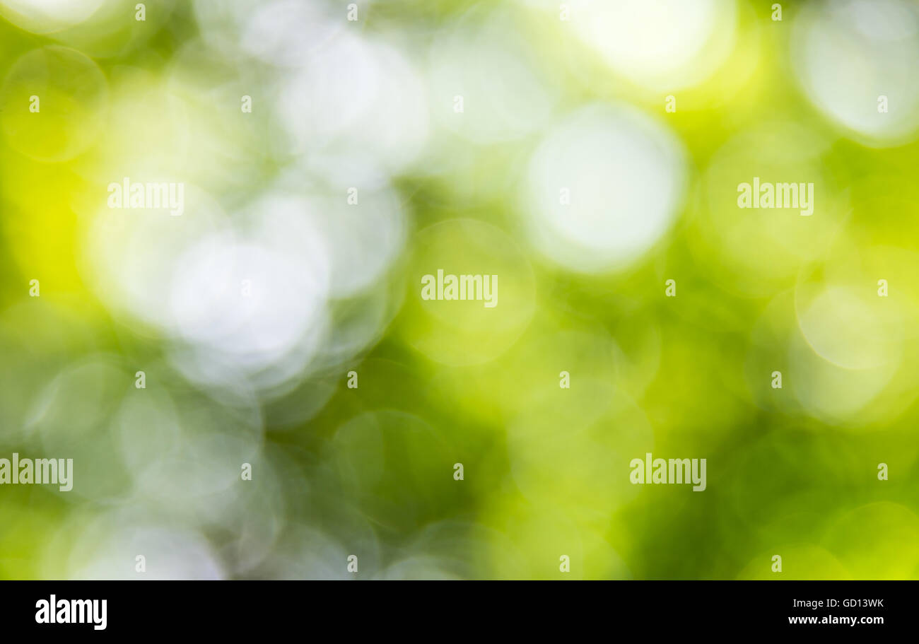 Unschärfe Hintergrund der frischen Blätter im Garten. Stockfoto
