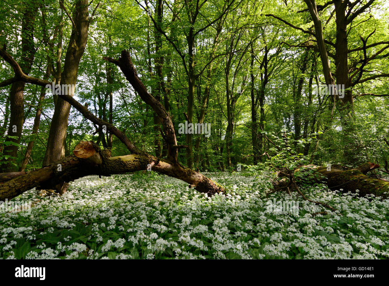 Nationalpark Donauauen, Danube-Auen-Nationalpark: Bärlauch (Allium Ursinum) in den Auen der Donau, Aust blüht Stockfoto