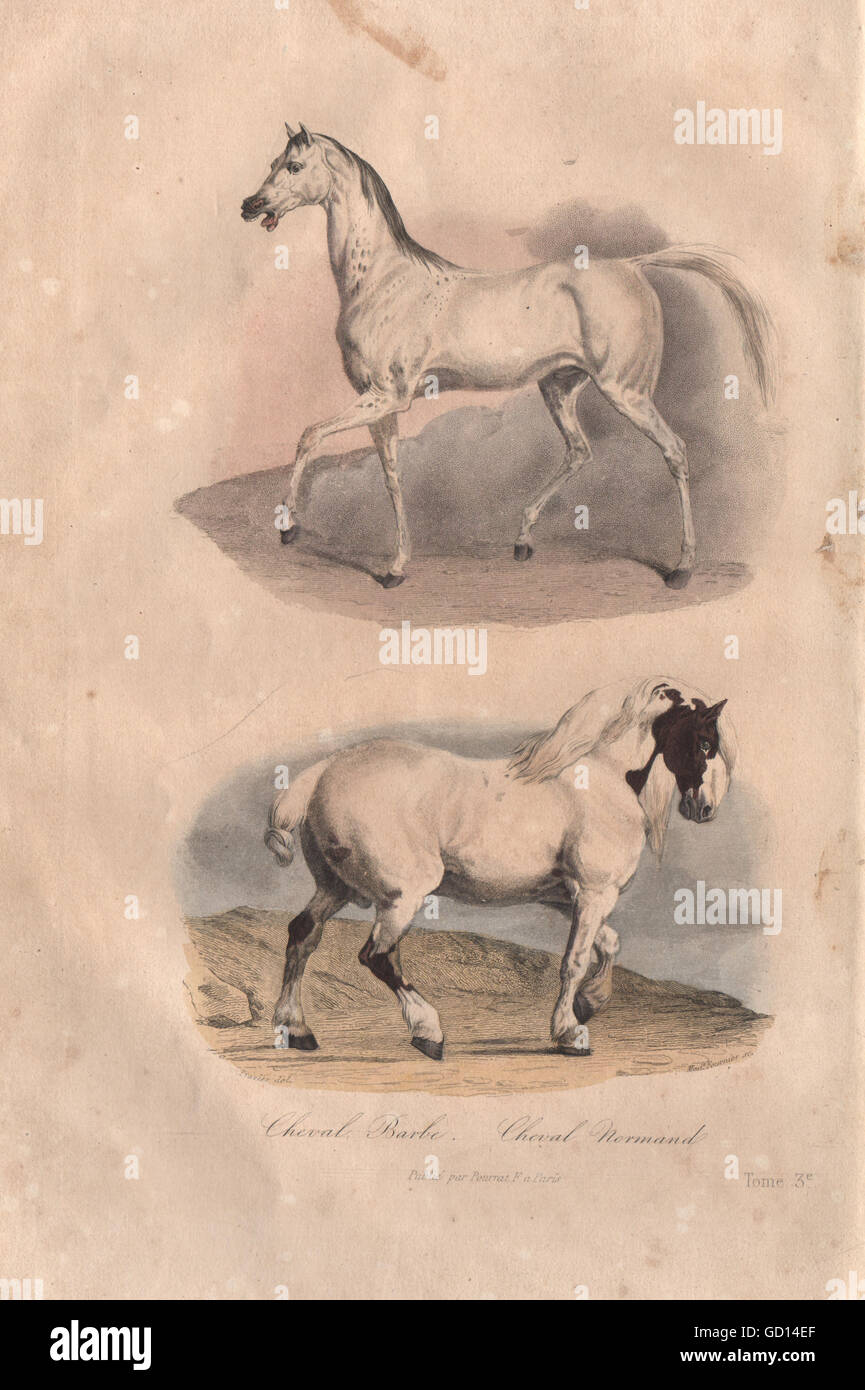 Pferde: Cheval Barbe (Berber Pferd). Cheval Normand (Normandie Cob). BUFFON, 1837 Stockfoto