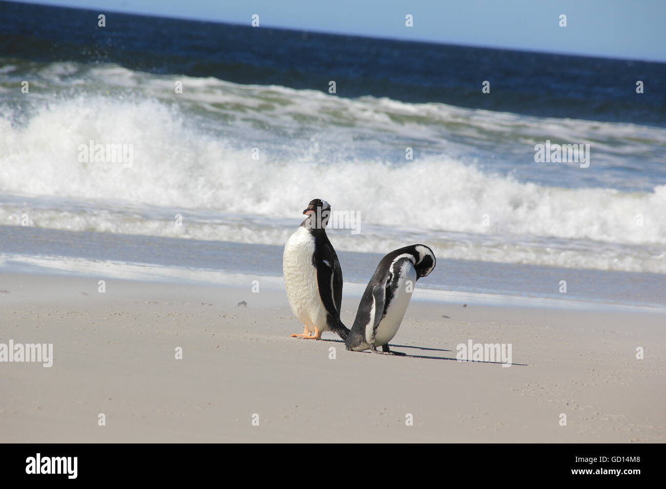 Gentoo und Magellanic Penguin zusammen am Strand, Falkland-Inseln Stockfoto