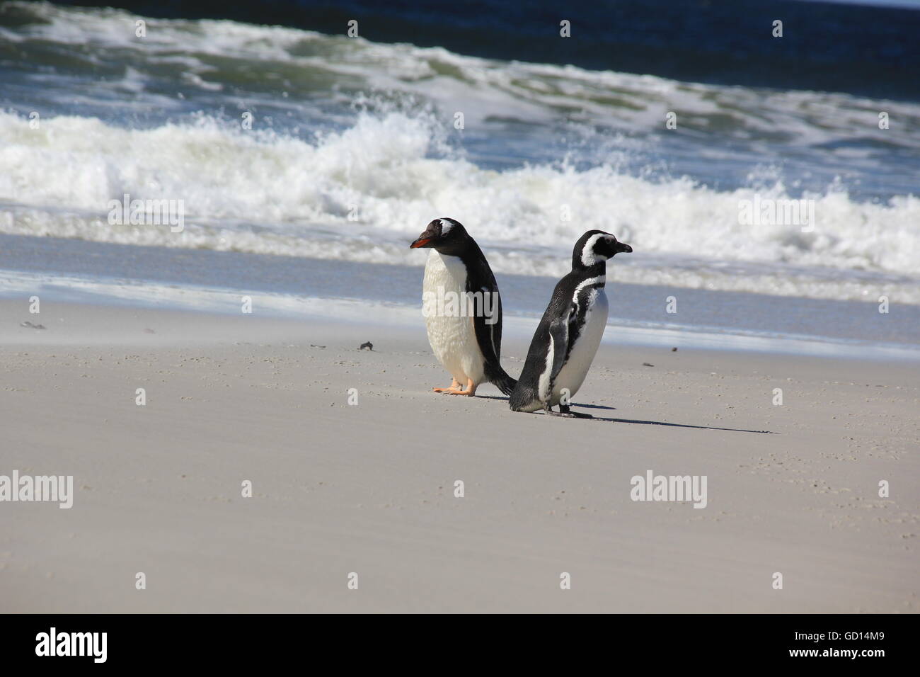 Gentoo und Magellanic Penguin zusammen am Strand, Falkland-Inseln Stockfoto