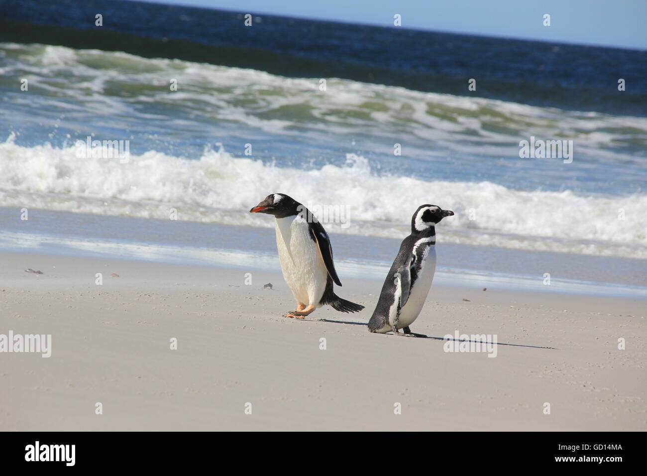Gentoo und Magellanic Penguin zusammen am Strand, Falkland-Inseln Stockfoto